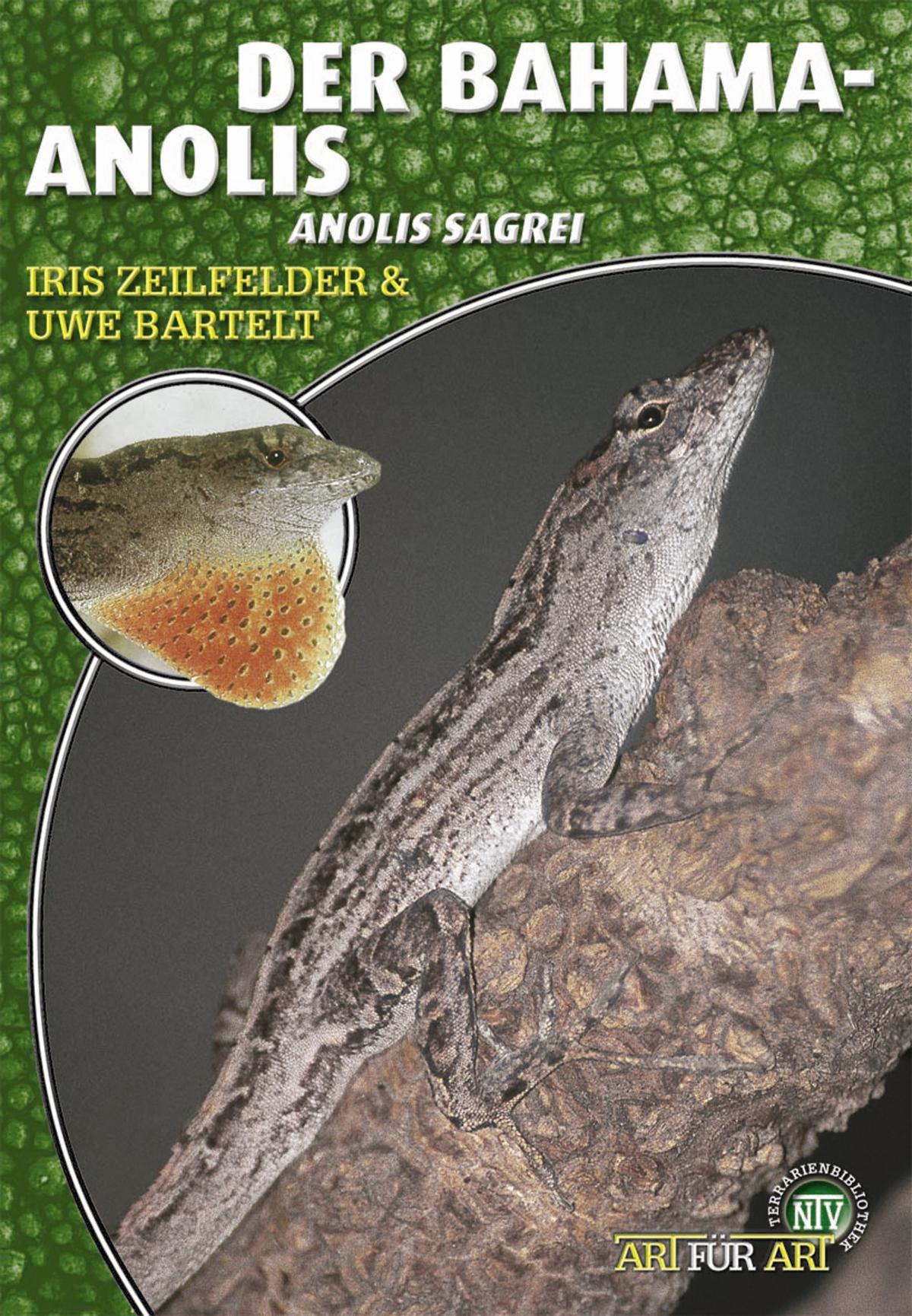 Der Bahama-Anolis