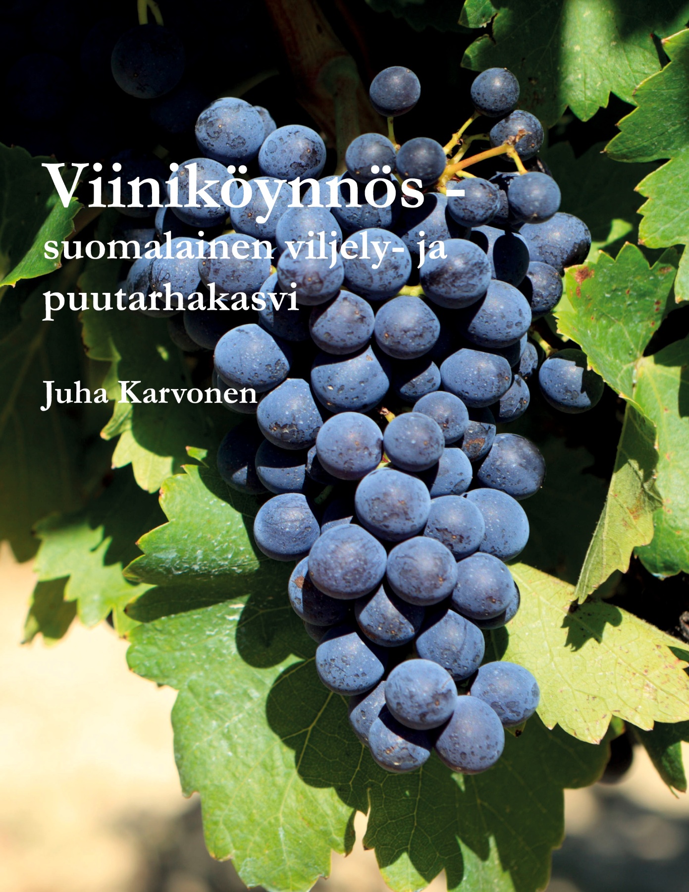 Viiniköynnös - suomalainen viljely- ja puutarhakasvi