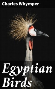 Egyptian Birds