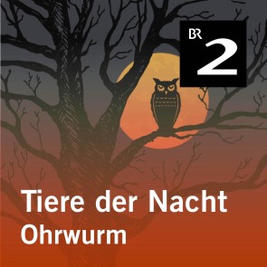 Tiere der Nacht: Ohrwurm