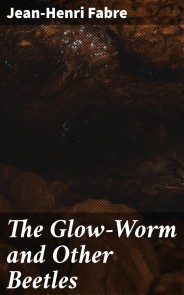 The Glow-Worm and Other Beetles