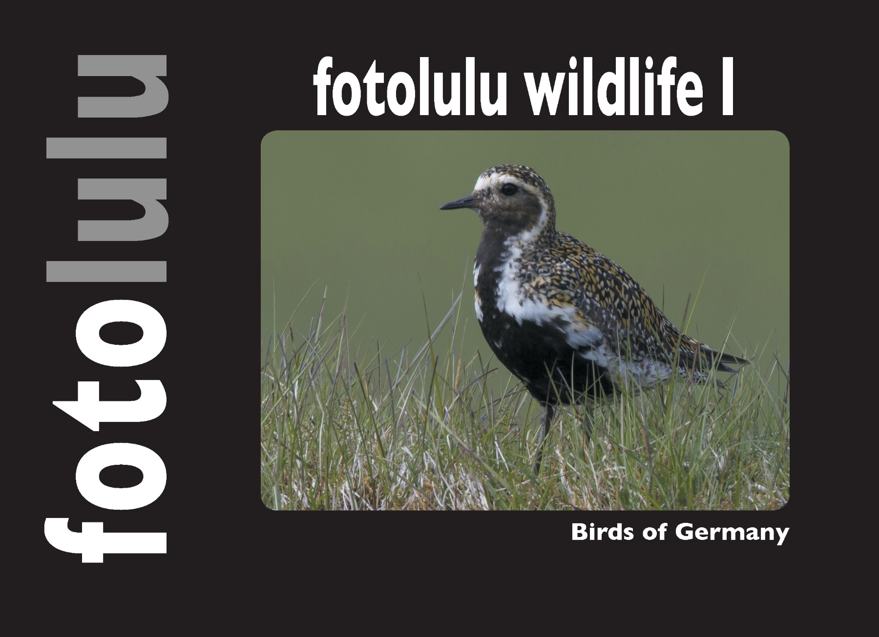 fotolulu wildlife I