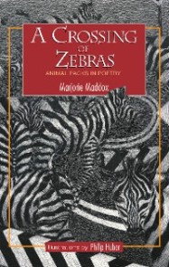 A Crossing of Zebras