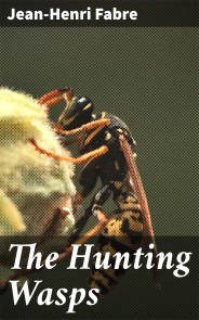 The Hunting Wasps