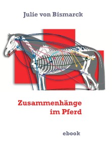 Zusammenhänge im Pferd