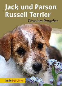 Jack und Parson Russell Terrier